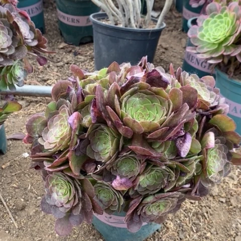 万圣节多肉植物006