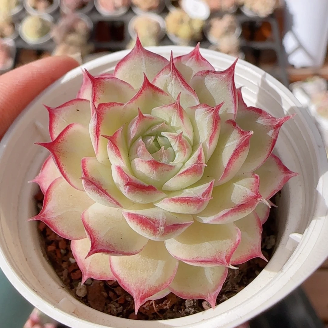 花语多肉0104-303女王