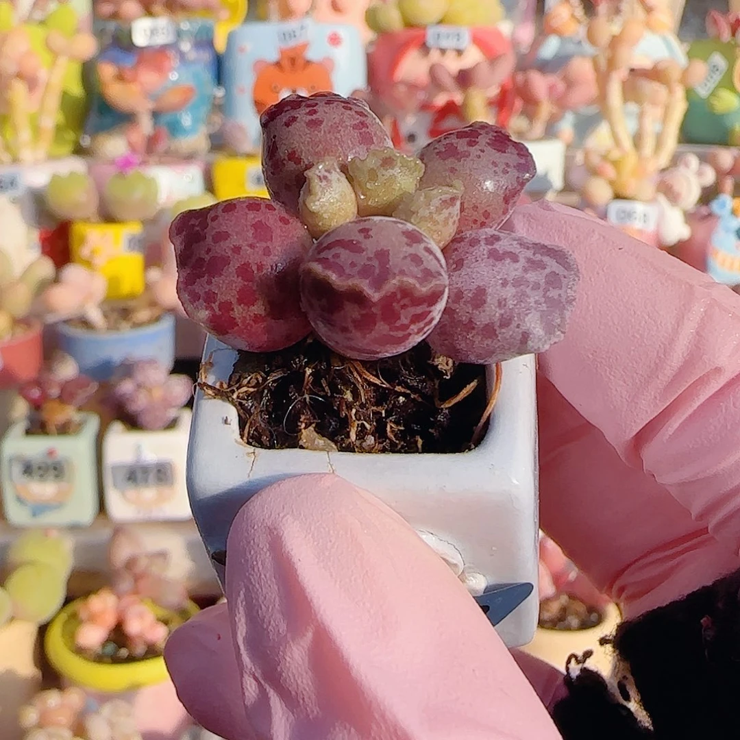 乔***儿L 粉丸海豹 开单福利 盆口2.5cm