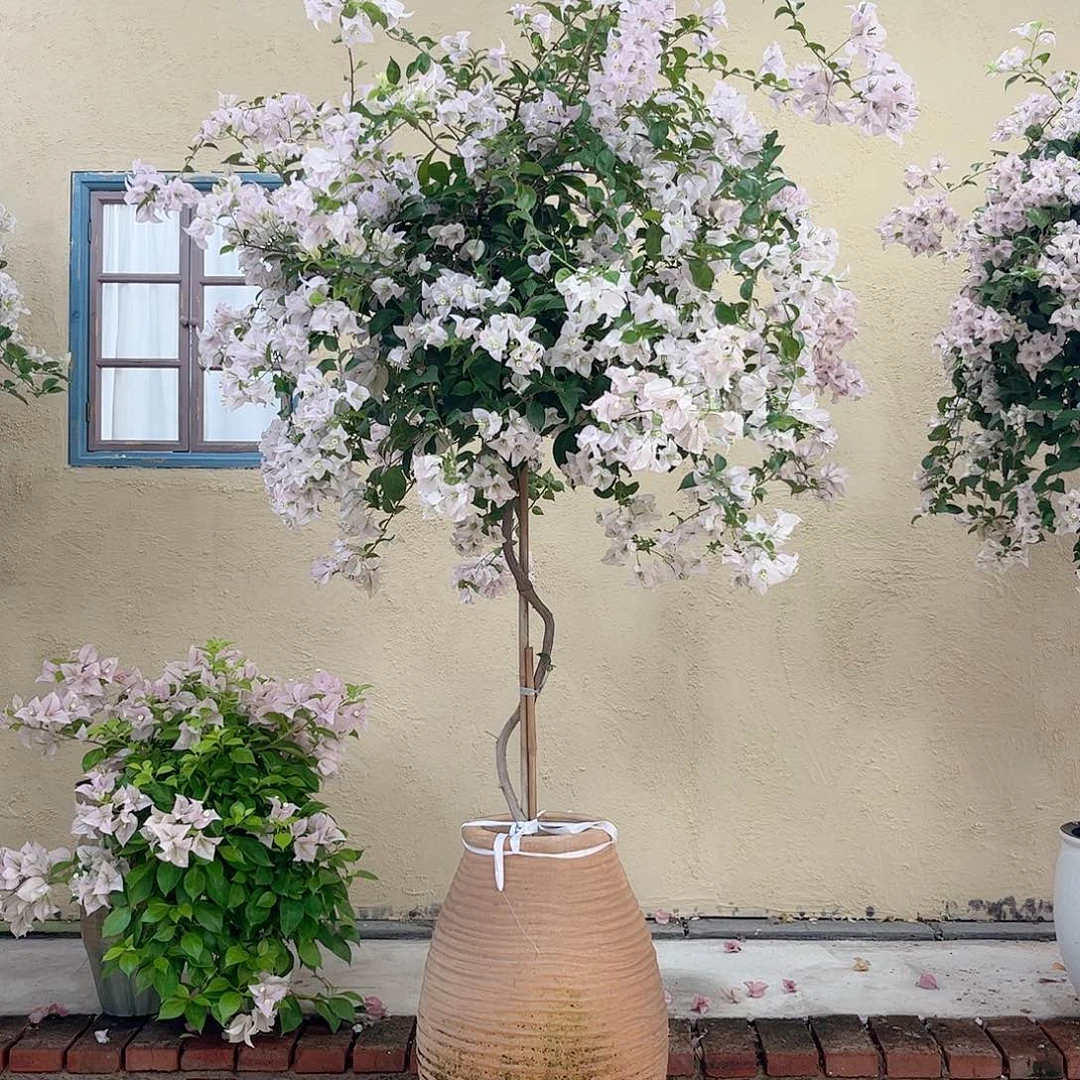 全部花朵006苹果花1980