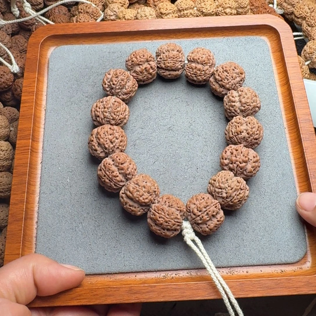 菩提菩提28号尼泊尔大金刚23龙牙梅花