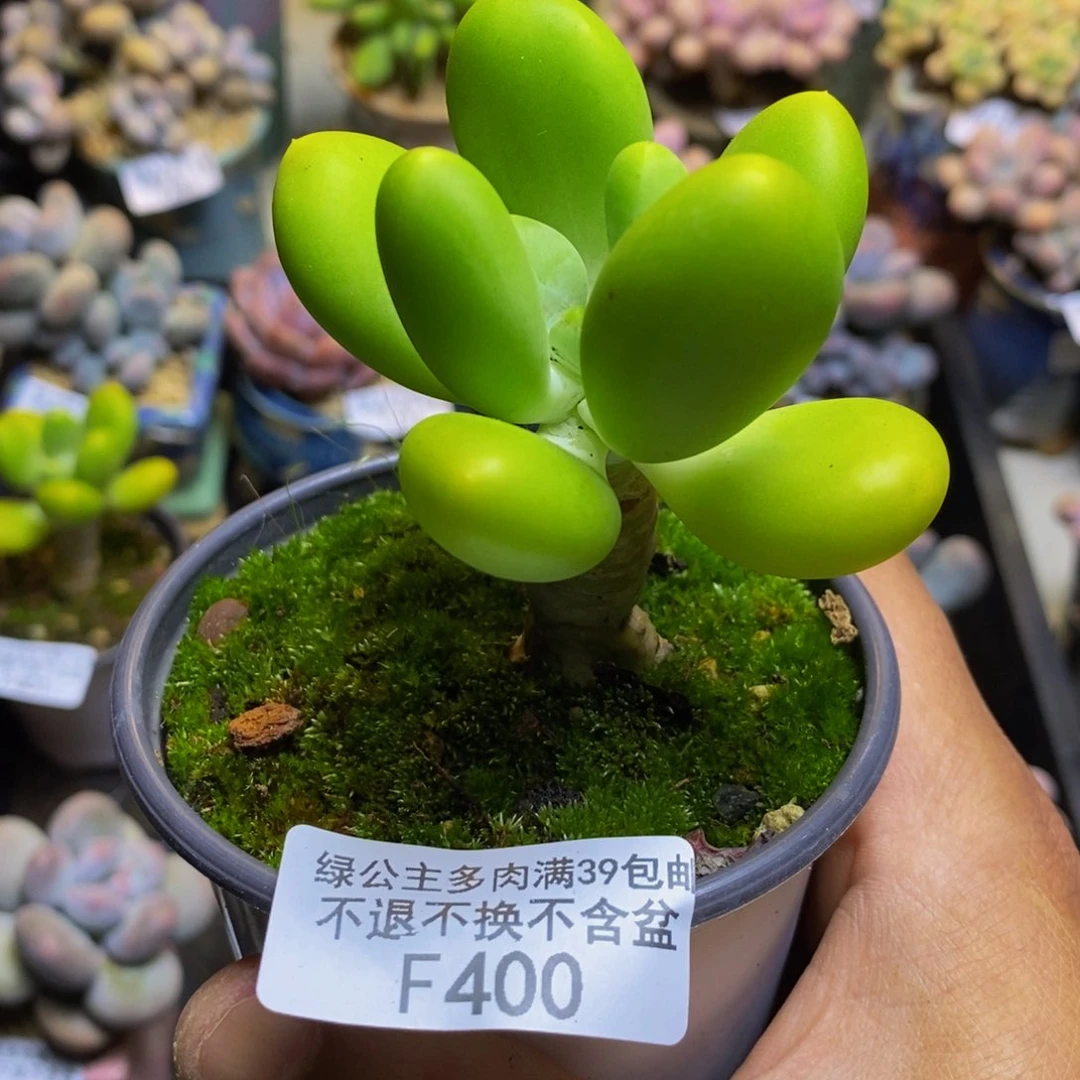 400金蟾芒果奶6cm多肉