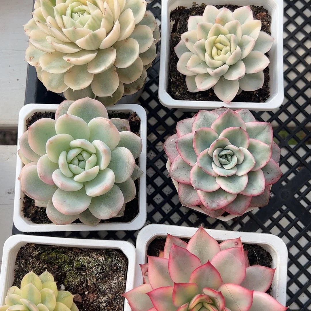 新手养肉套餐福利