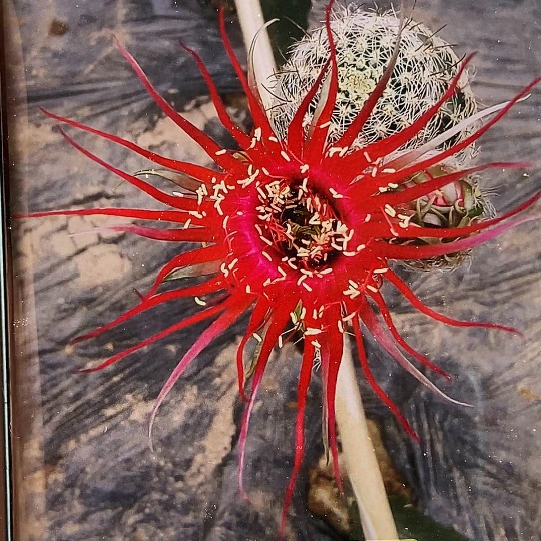 丽 赖之星侧芽歪20包邮/4公分