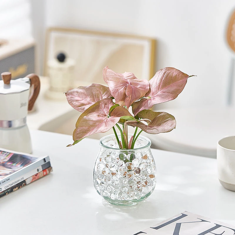 【水培】红粉佳人合果芋植物粉色恋人办公室懒人好养室内绿植花卉