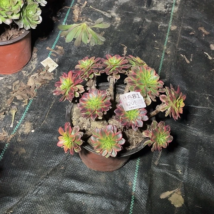 681朝霞锦多肉法师多肉