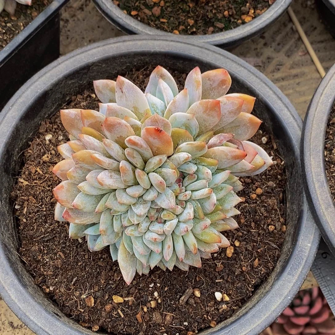 云*48包邮一物一拍多肉植物