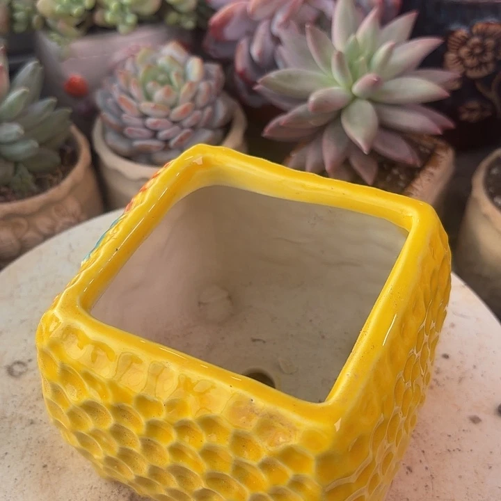 花盆花盆花盆花盆