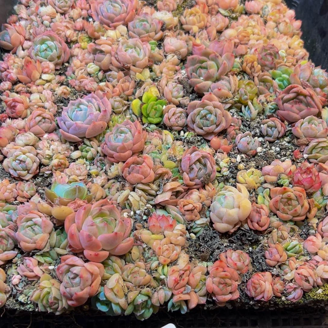 374的人都在用这个词了