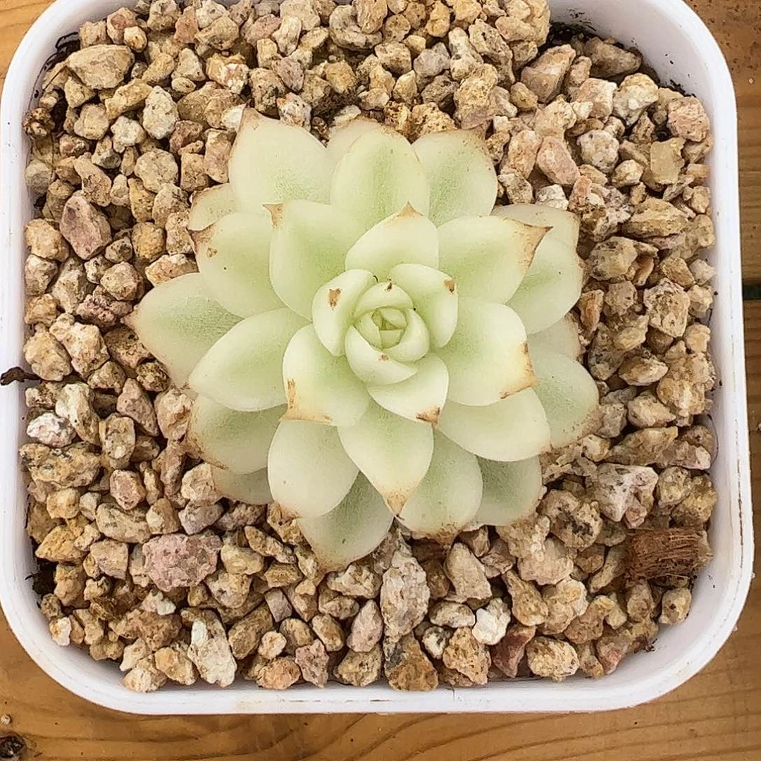 绿水晶锦 锦龙一物一拍