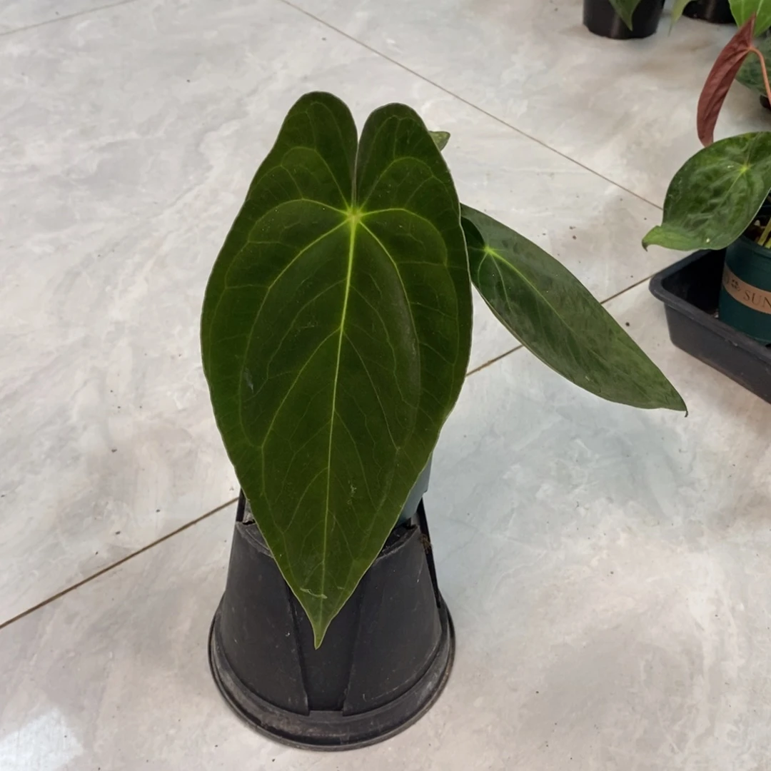 不开花植物24印尼黑凤凰杂 叶尖有损（活动两颗包邮 不售后）