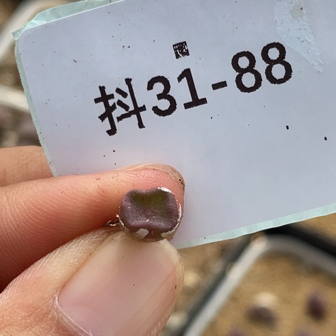31-88方碗多肉植物