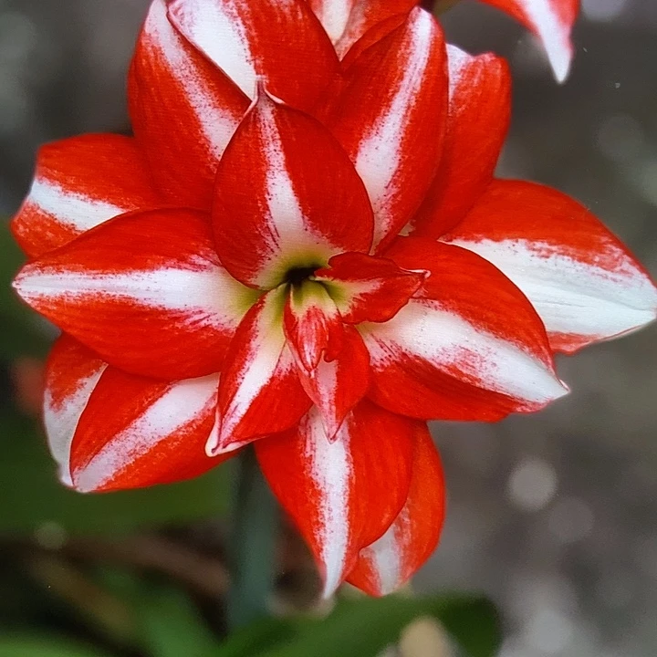 异域孔雀6厘米朱顶红