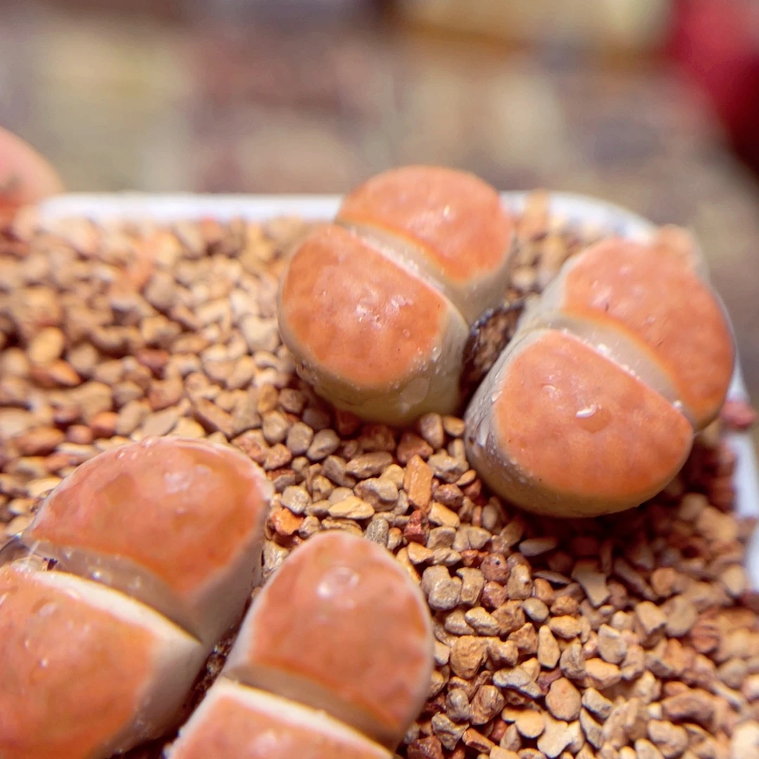 377号带盆包邮发货