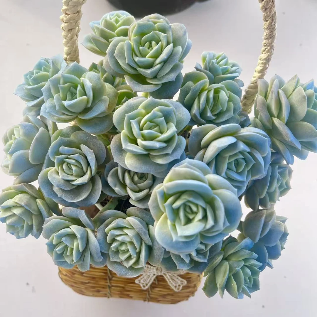 蓝色妖姬 山地玫瑰  耐高温 带植物香 室内外皆可养 耐旱少水