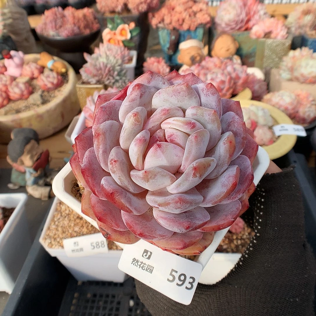 593梦露多肉植物66666