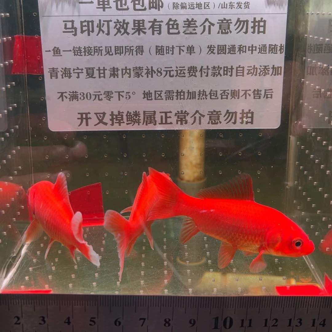 金鱼151号全红短尾草金鱼