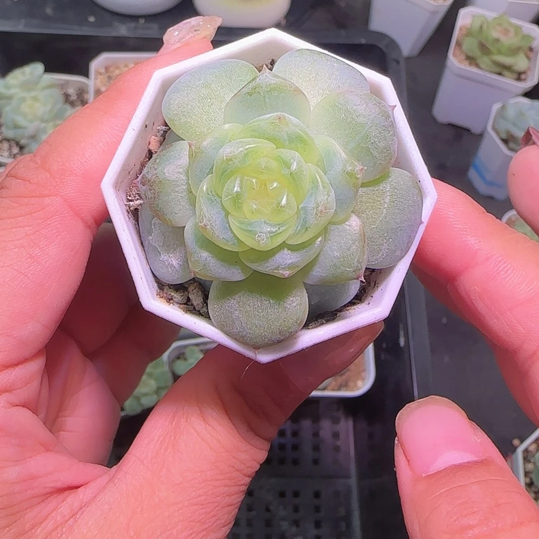 614甜心开播福利多肉