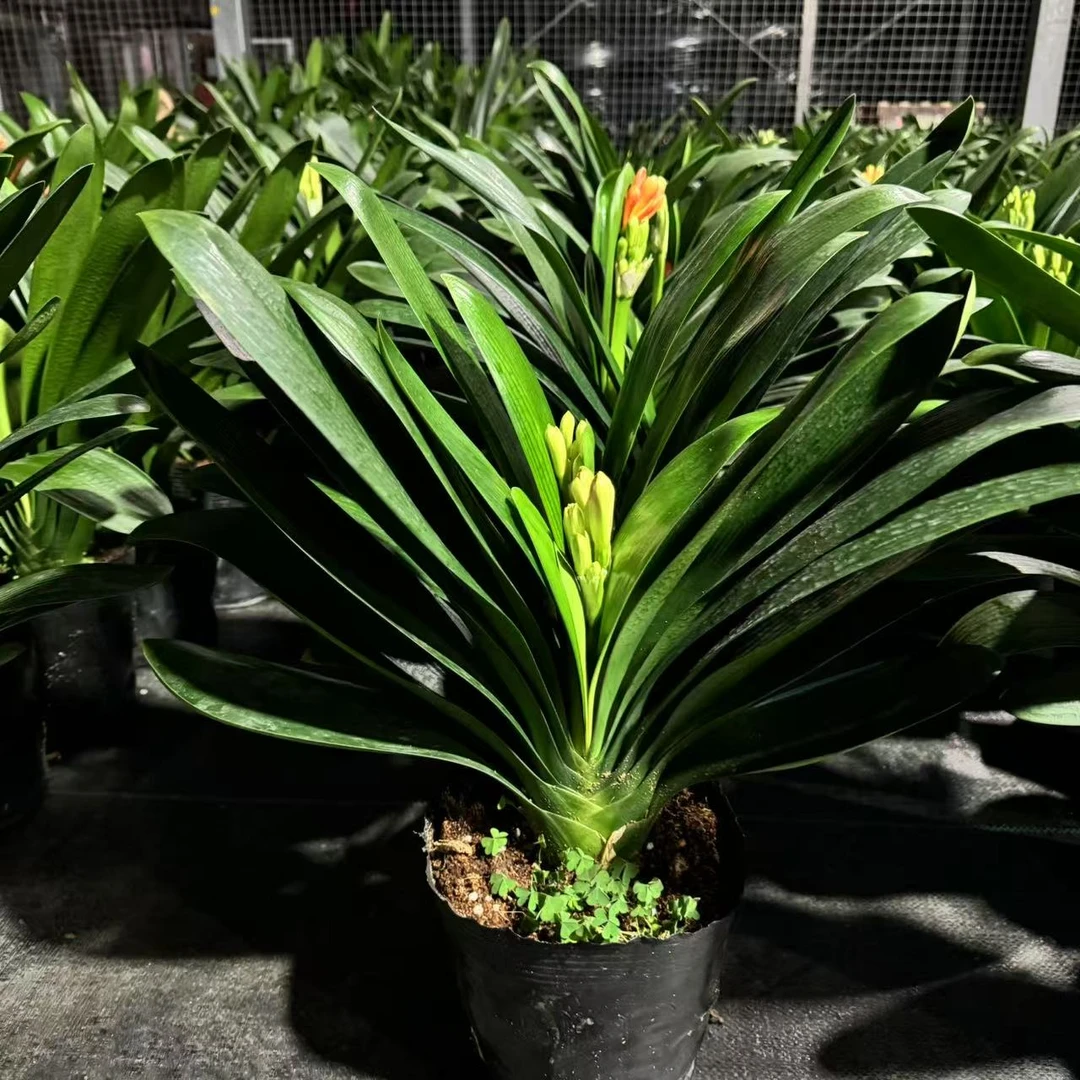 带花苞老桩君子兰12叶片以上原盆土发非常爱开花品种花卉盆栽绿植