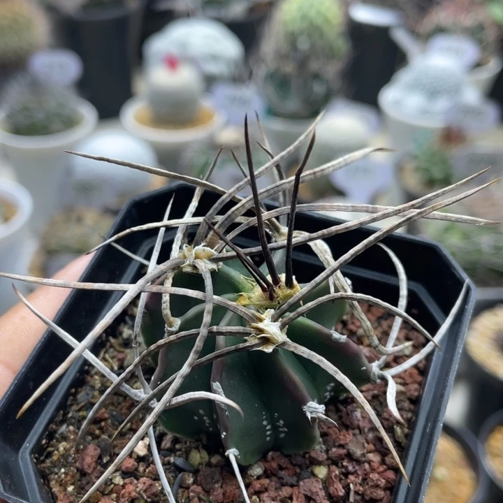 水牛大凤玉         实生根