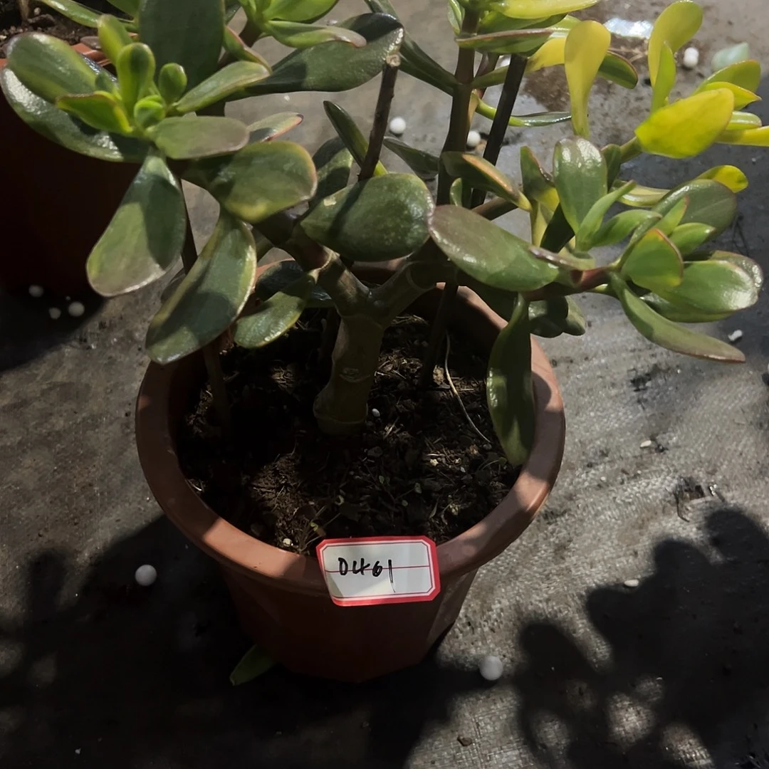 稀有金玉满堂带土球发货0461