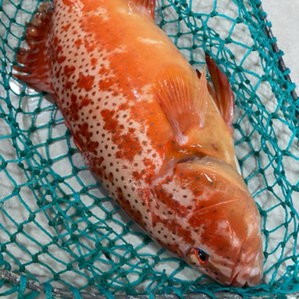 东星斑1-8斤/条 鲜活速冻 新鲜捕捞东山岛深海海鲜送礼选大东星斑炸鱼