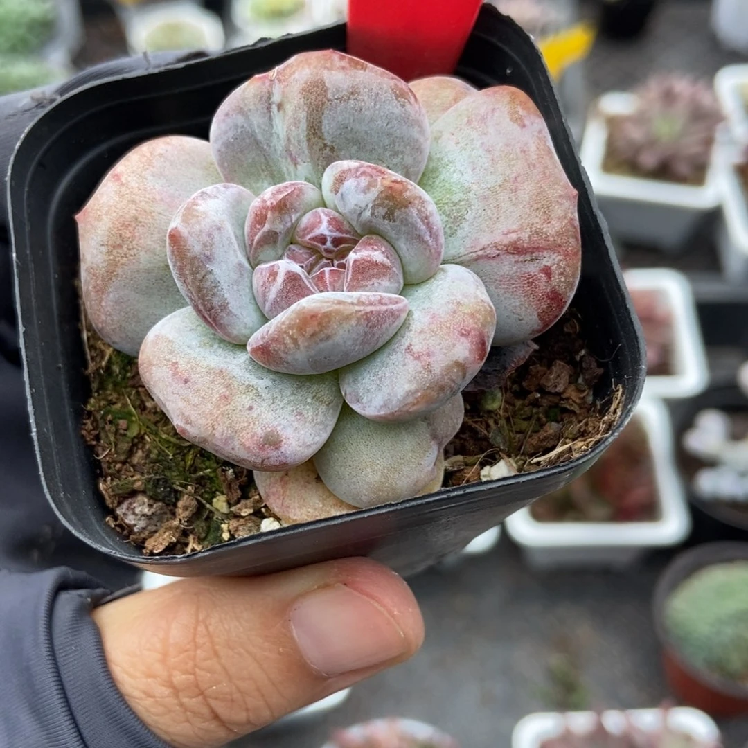 986石榴籽石化多肉植物