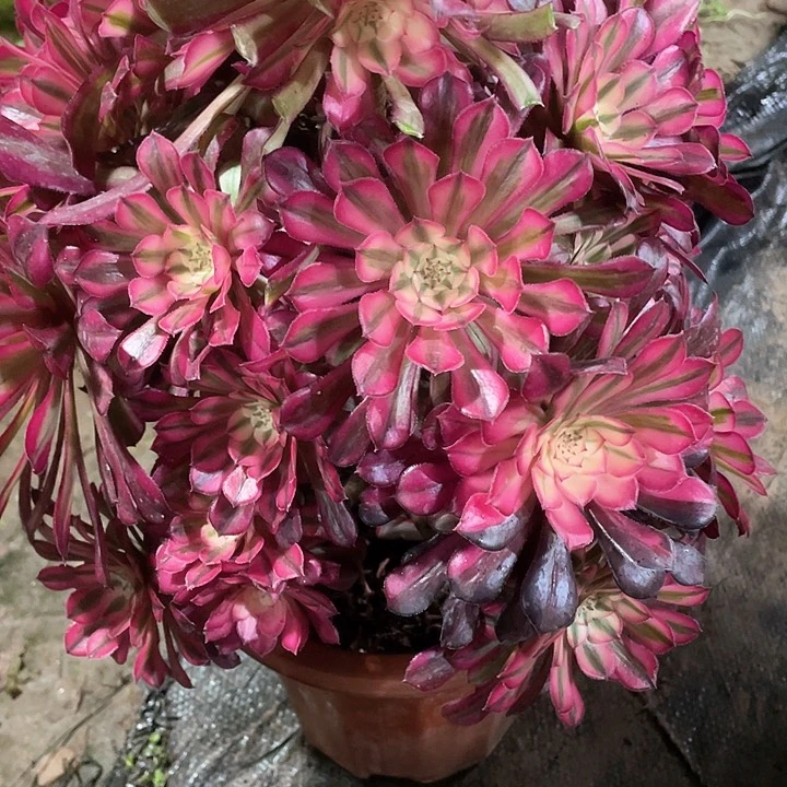 不**续多肉法师489 铜壶白