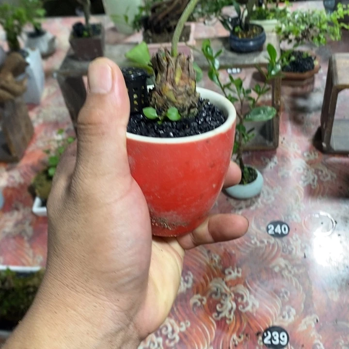 谈***生完全开放退款拉黑一物一拍359