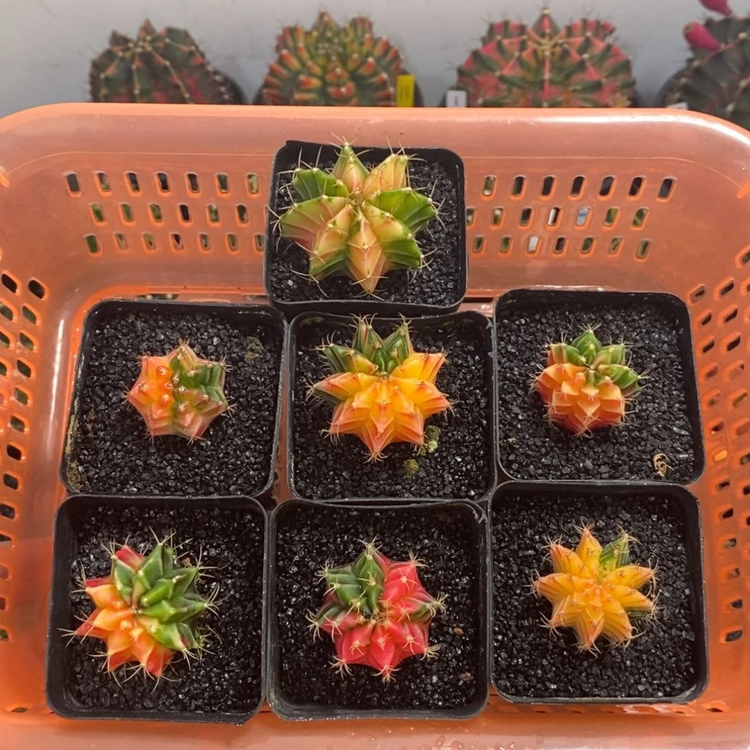 7个小米哈套餐—脱土发货