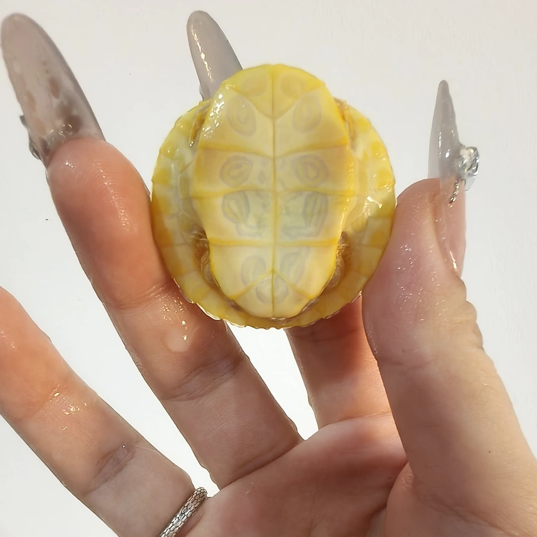 变异白化巴西龟苗活体观赏宠物龟