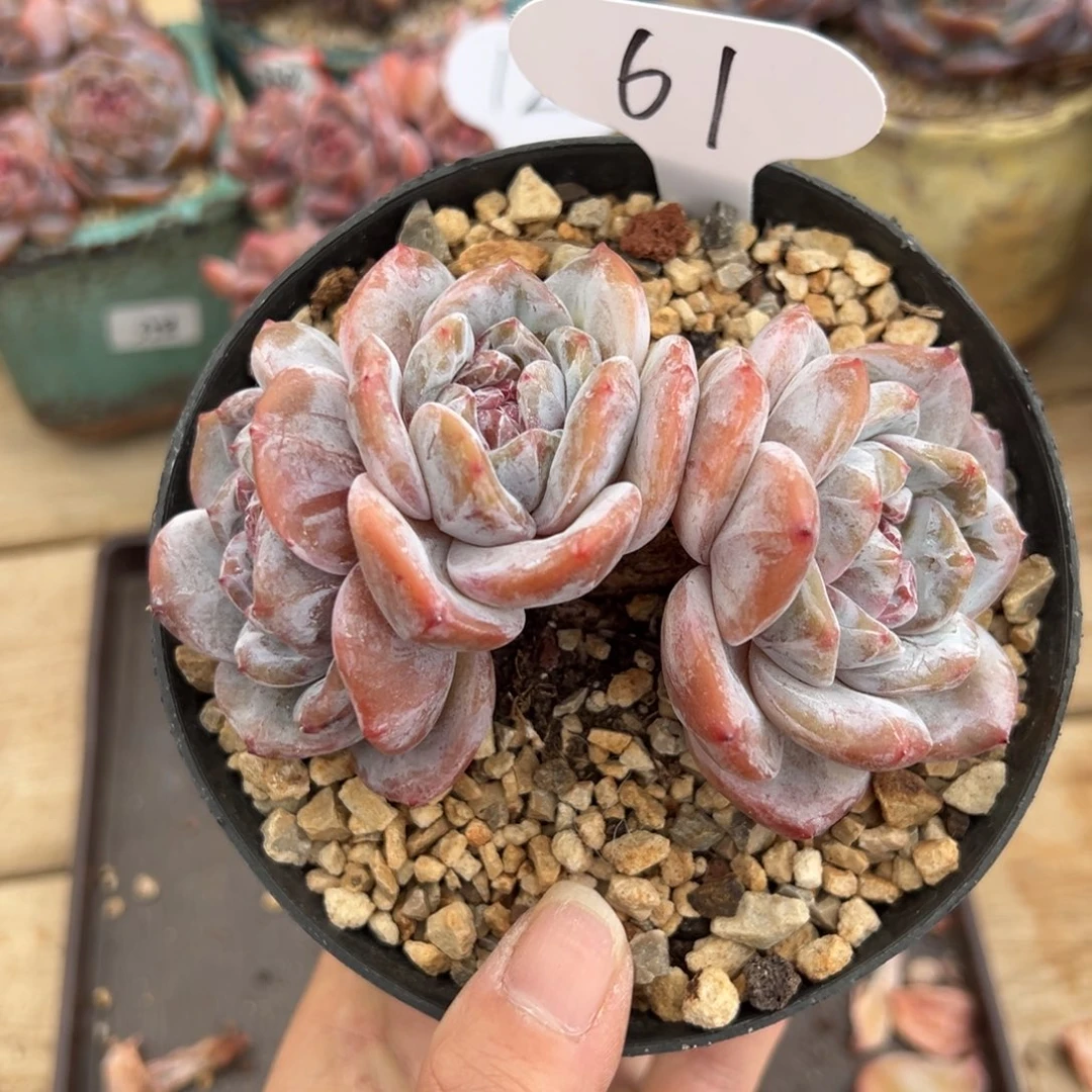 三头紫心一字粗腿