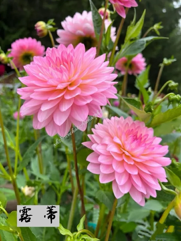 【露蒂】进口多年生种球地栽盆栽送肥料