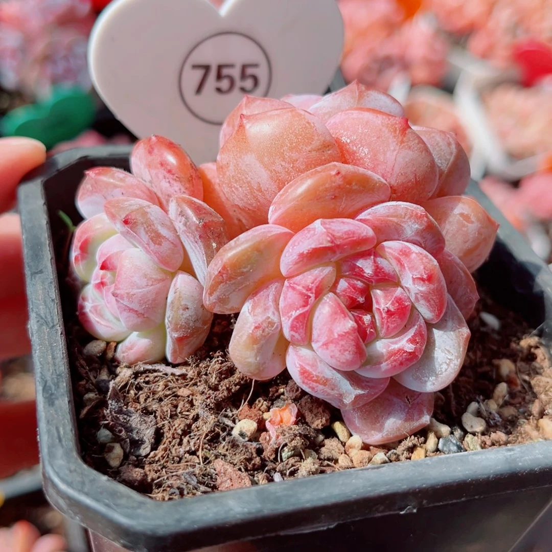 755号小老桩石榴籽星影群