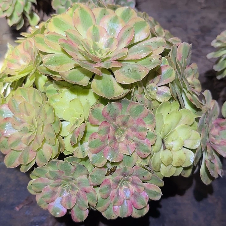 新品雨荷老桩福利