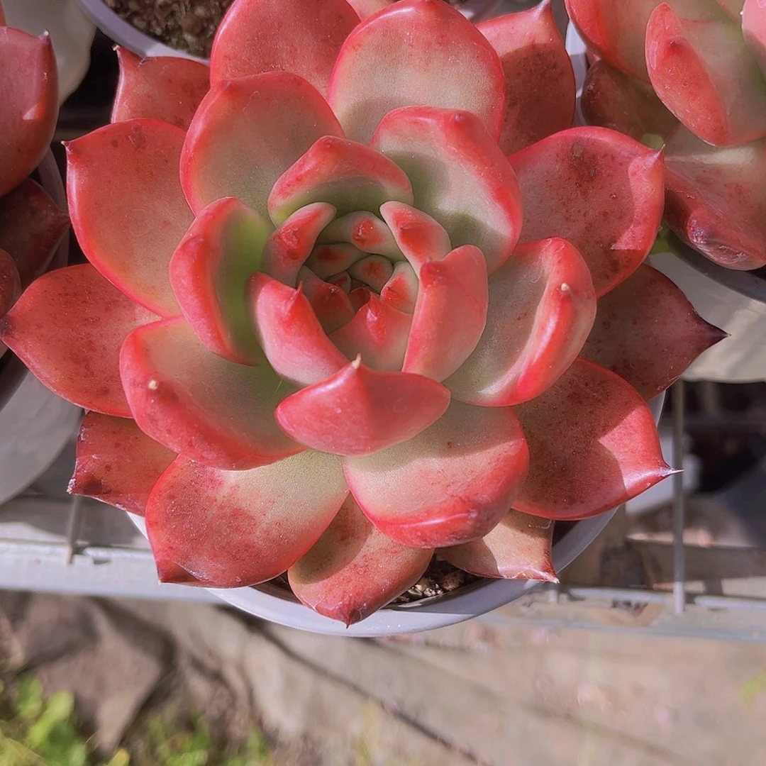 粉钻13公分99999斤999