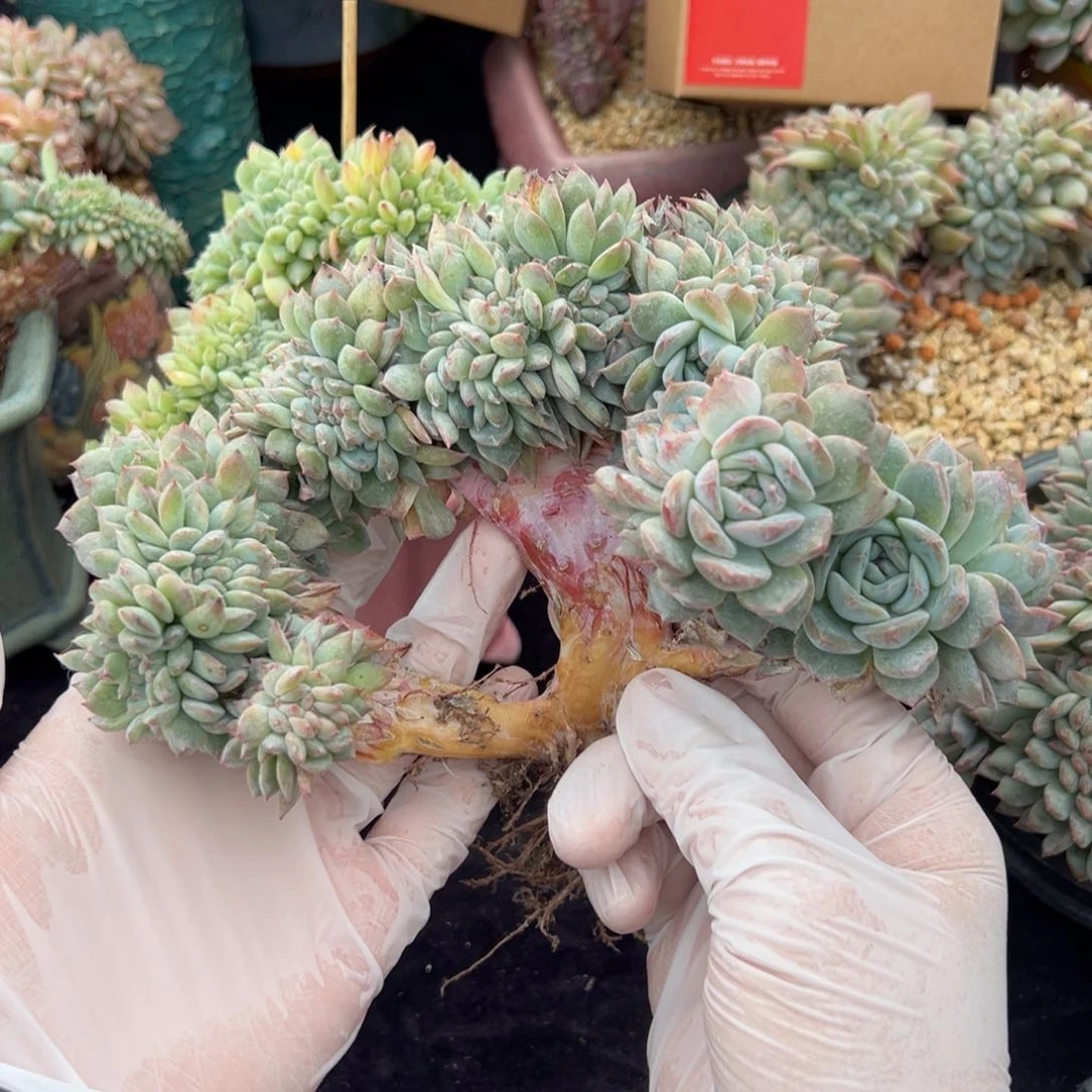 然*然新年快乐 新年快乐