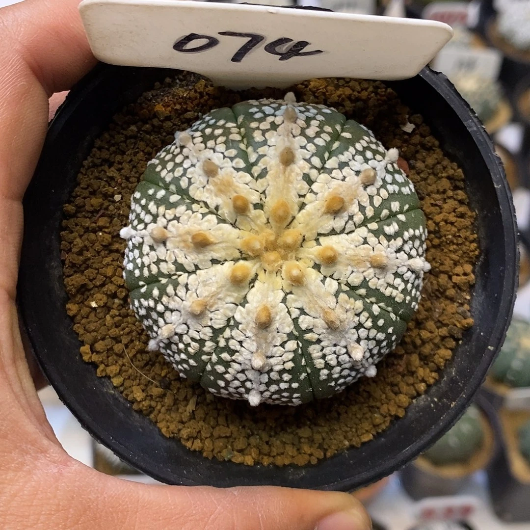 074奇迹福利特价来了打