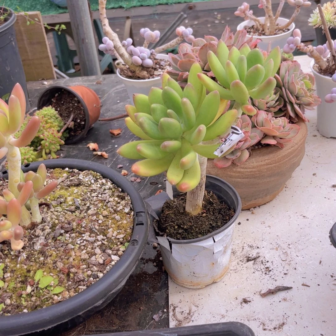 金蝉美人多肉植物27170