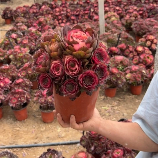 彩虹520福利包邮一颗