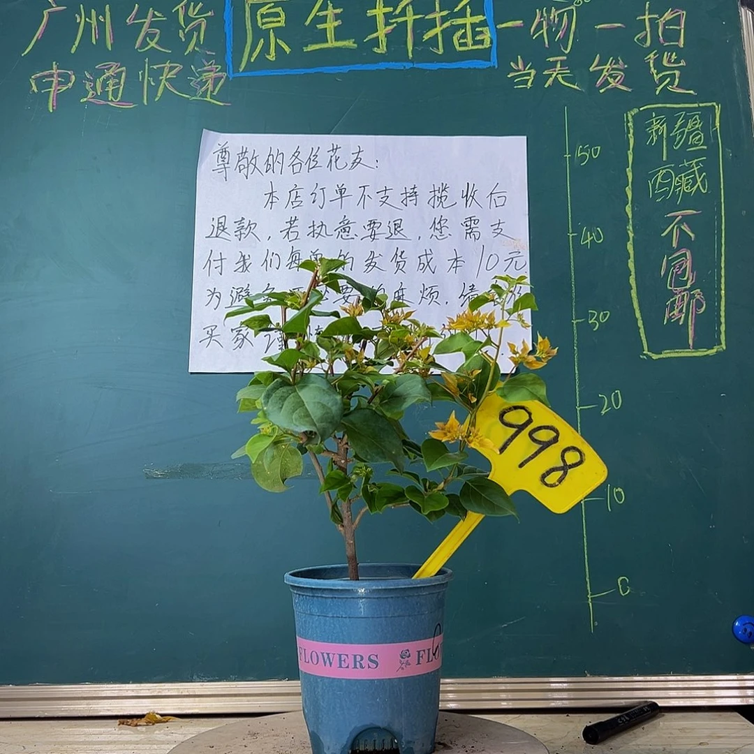 当前无花栽培后可以开花重瓣橙998