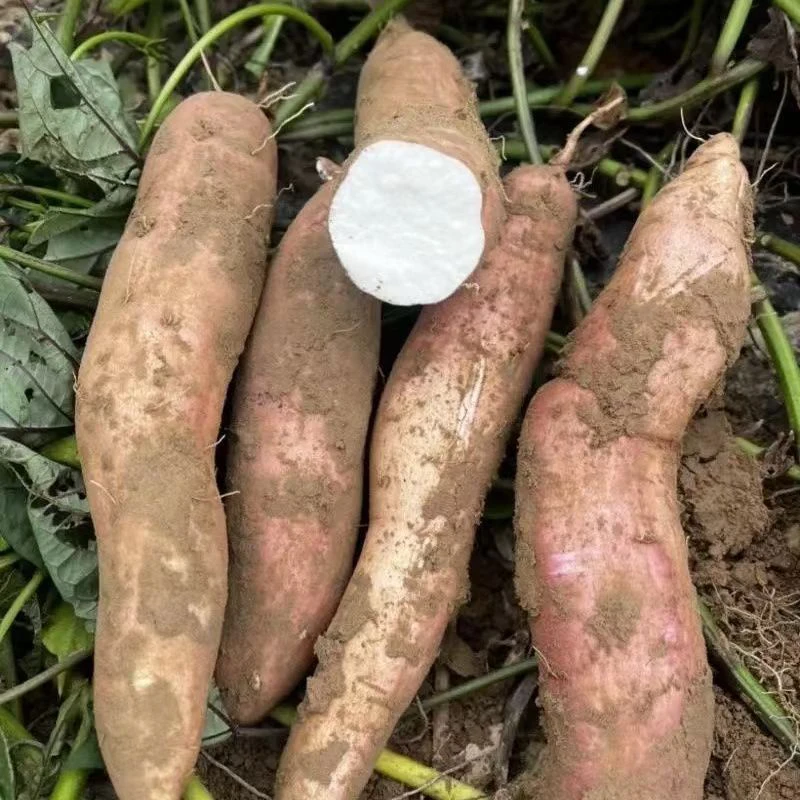 勇哥家冰糖白哈蜜番薯，现挖现发净重5斤/8斤野生红薯蜜薯白心地瓜