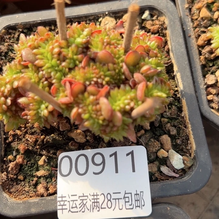 幸运的是我的朋友们