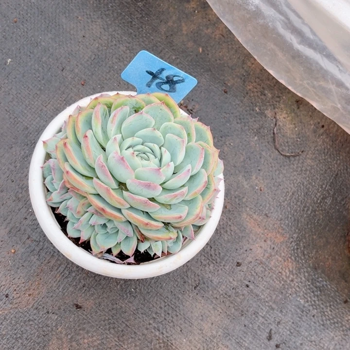 晨语多肉一物一拍+8