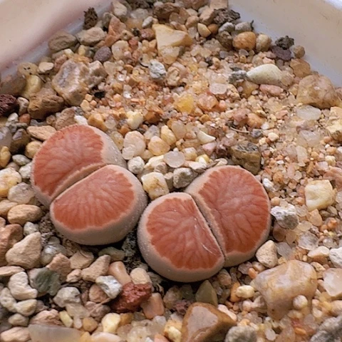 2192菊红窗菊花纹双头母本带盆