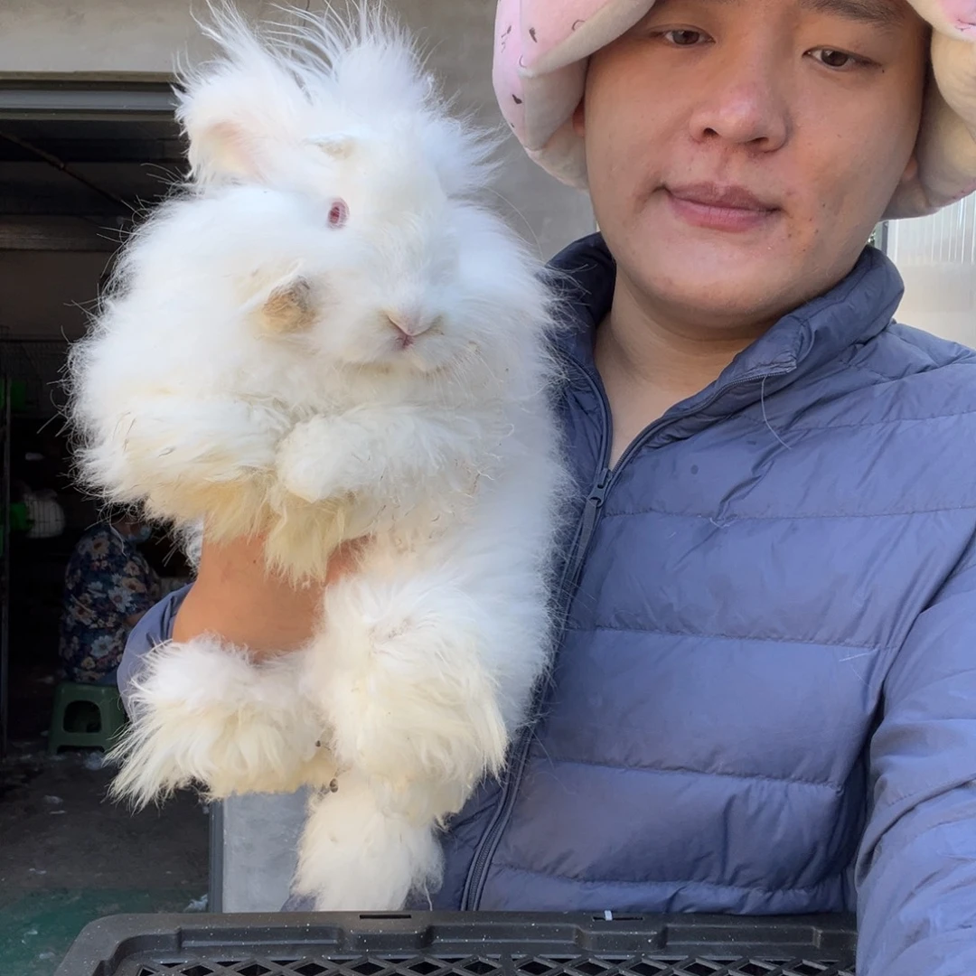 双血统英系安哥拉兔子