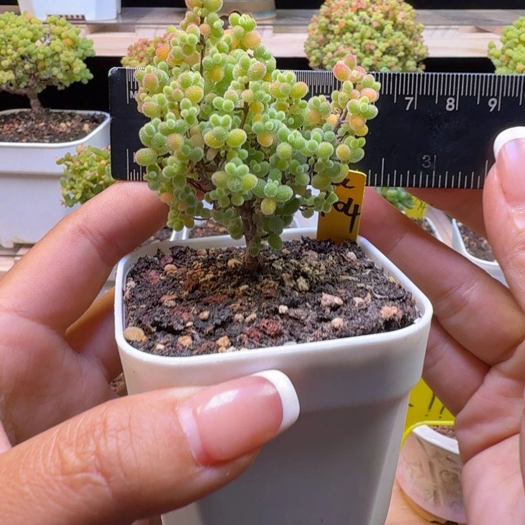 a104号橘子糖冠服6厘米左右