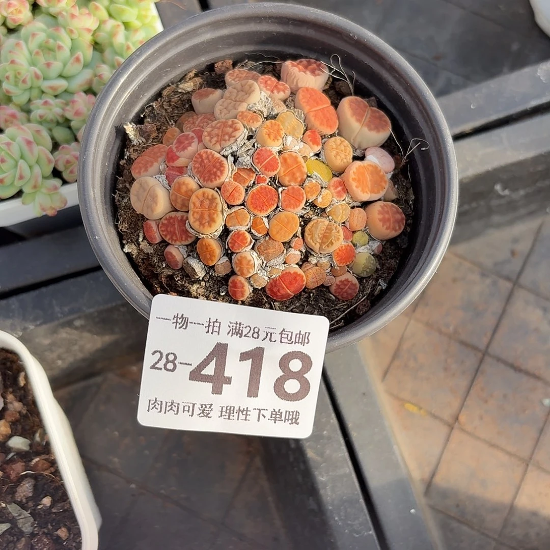 生石花无盆土发货