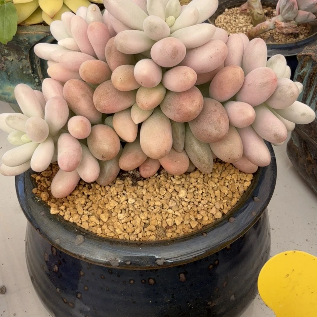 粉恋 安吉园艺锦锦