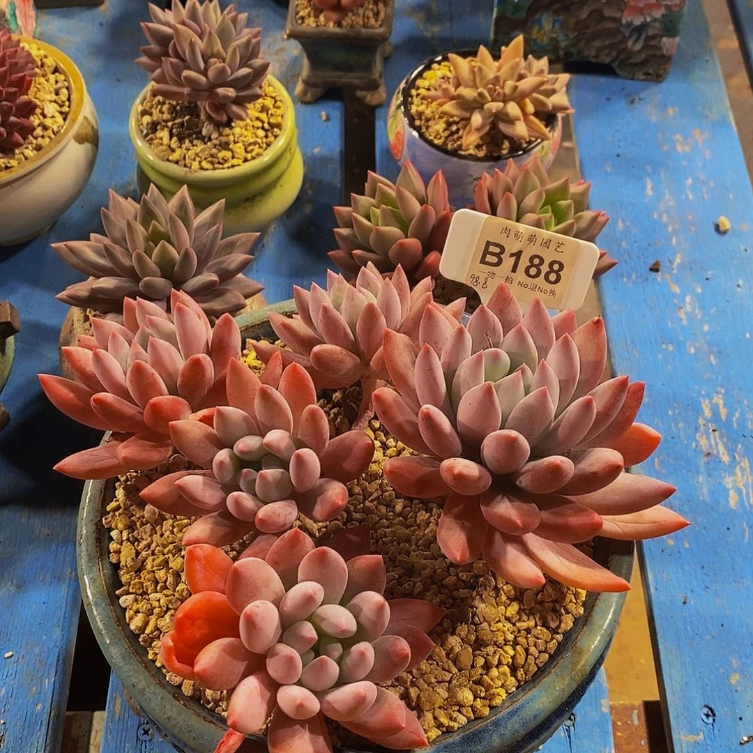 蘭***B188补阑的一颗货